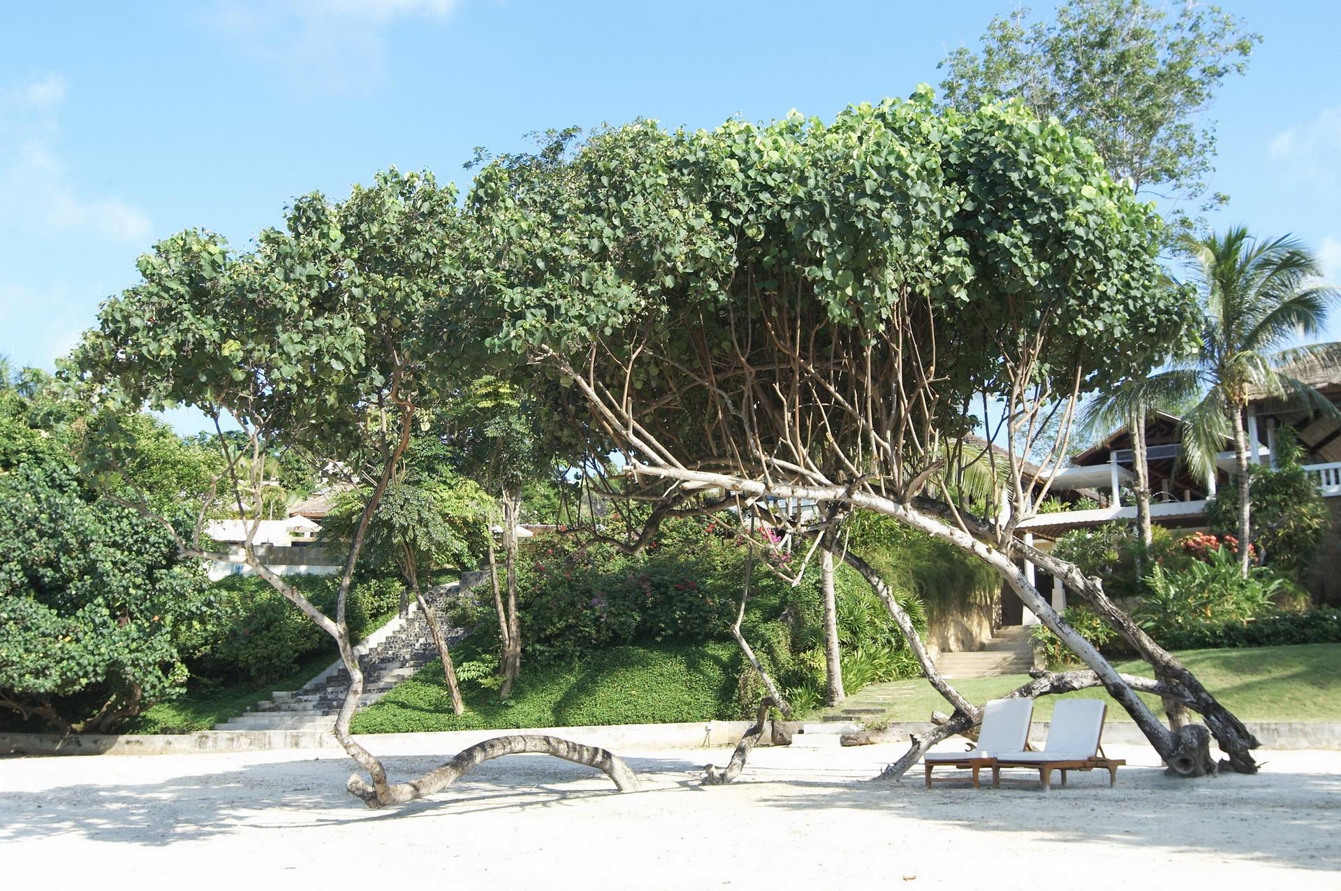 Chandara Resort & Spa, Phuket - Sha Plus Exterior photo